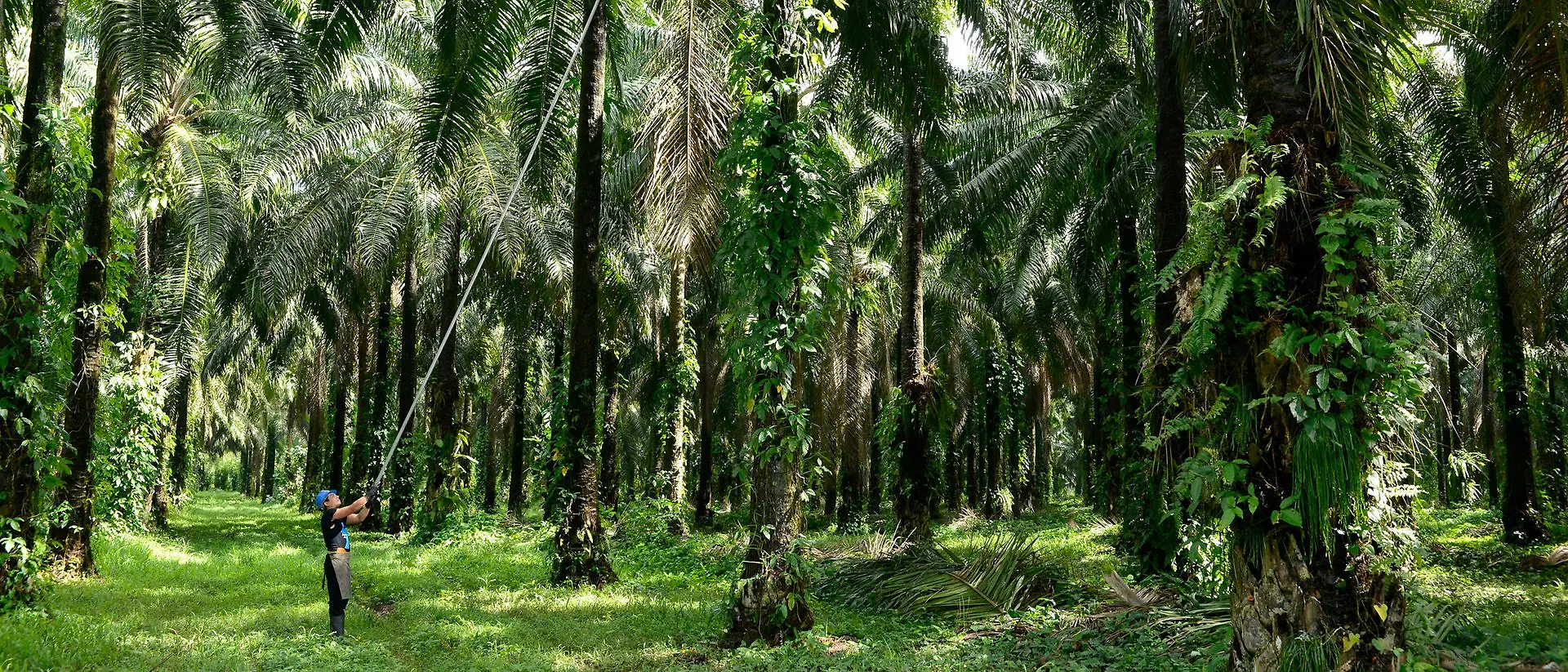 man-harvesting-palm-fruits-in-the-palm-forest