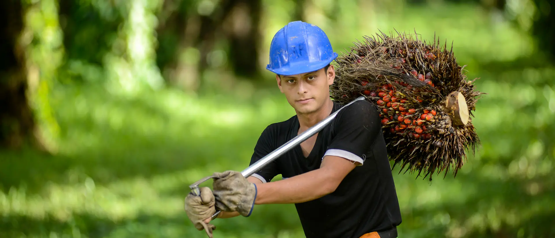 Worker wearing a blue helmet, carrying palm fruits on a palm plantation