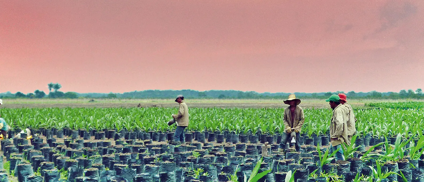 Palm oil farmers in Colombia