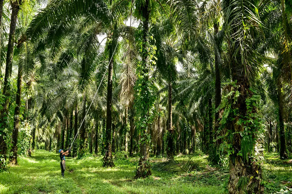 Palm tree plantage