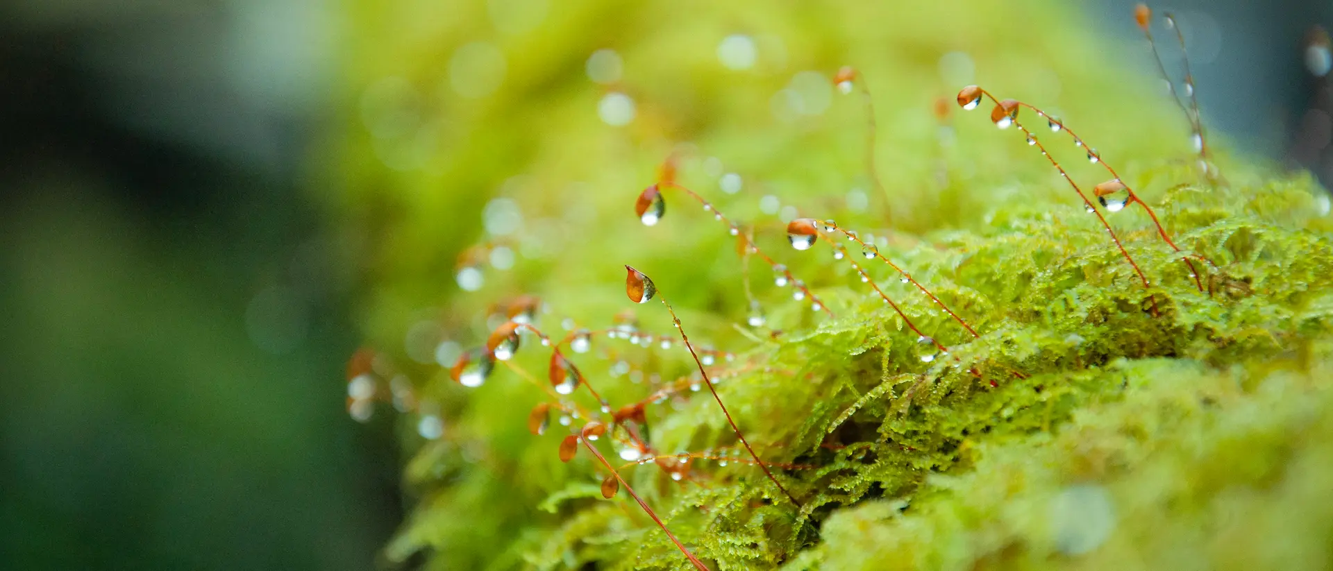 A close-up view of bright green moss with delicate, thin red stalks emerging from it, each holding small droplets of water. The background is softly blurred, emphasizing the texture and moisture on the moss.